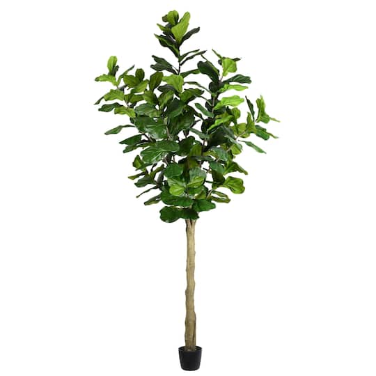 10ft. Potted Fiddle Tree